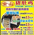 金山豬肚雞